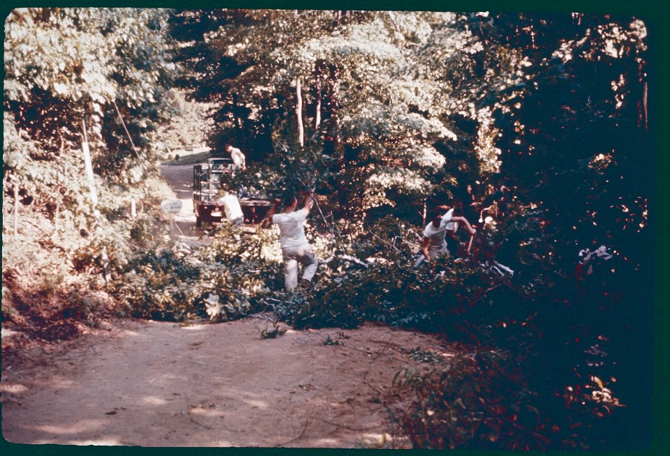 Unknown Year Trees across road